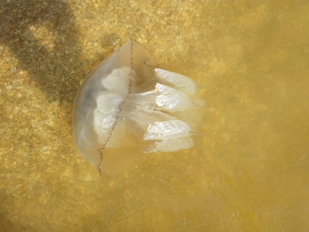«Купаемся как в киселе»: на Азовском море нашествие огромных медуз