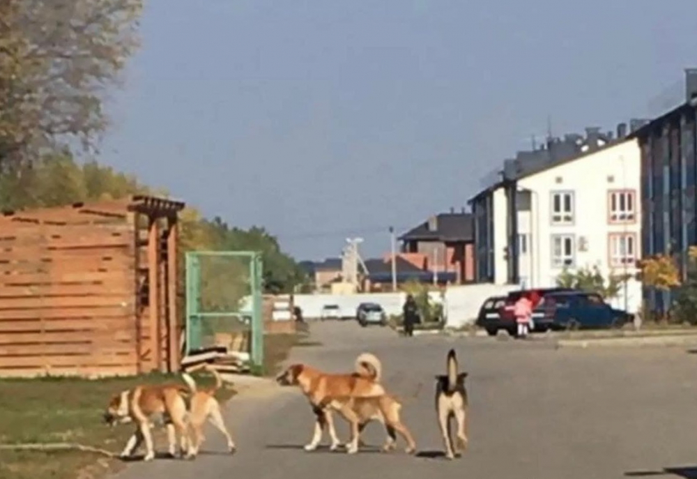 В Краснодаре свора озверевших собак едва не загрызла девочку по дороге в школу