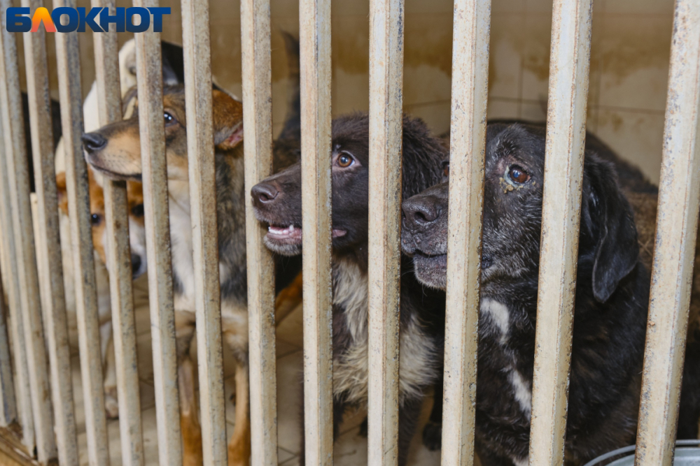 Столица тысяч бродячих собак: в Краснодаре два мэра не могут построить мини-приют для животных