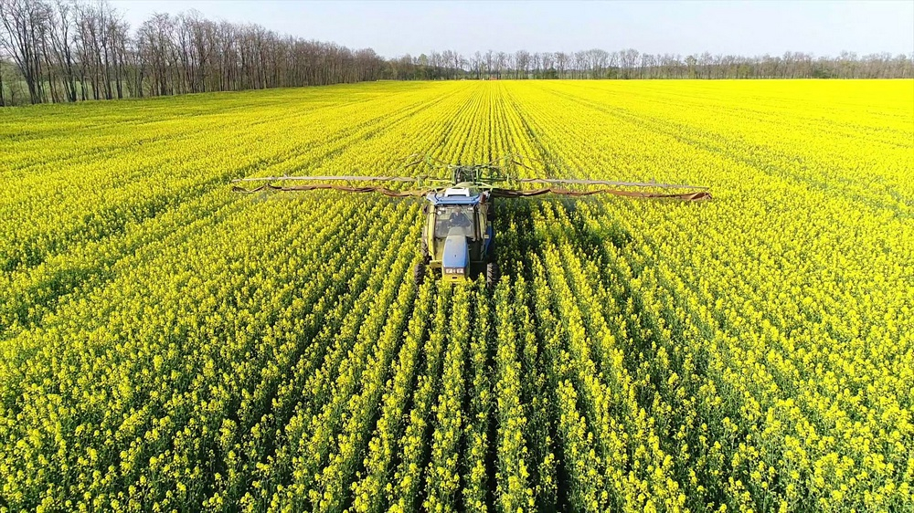 Кубань - рекордсменка: аграрии края показывают высокие показатели по сбору урожая