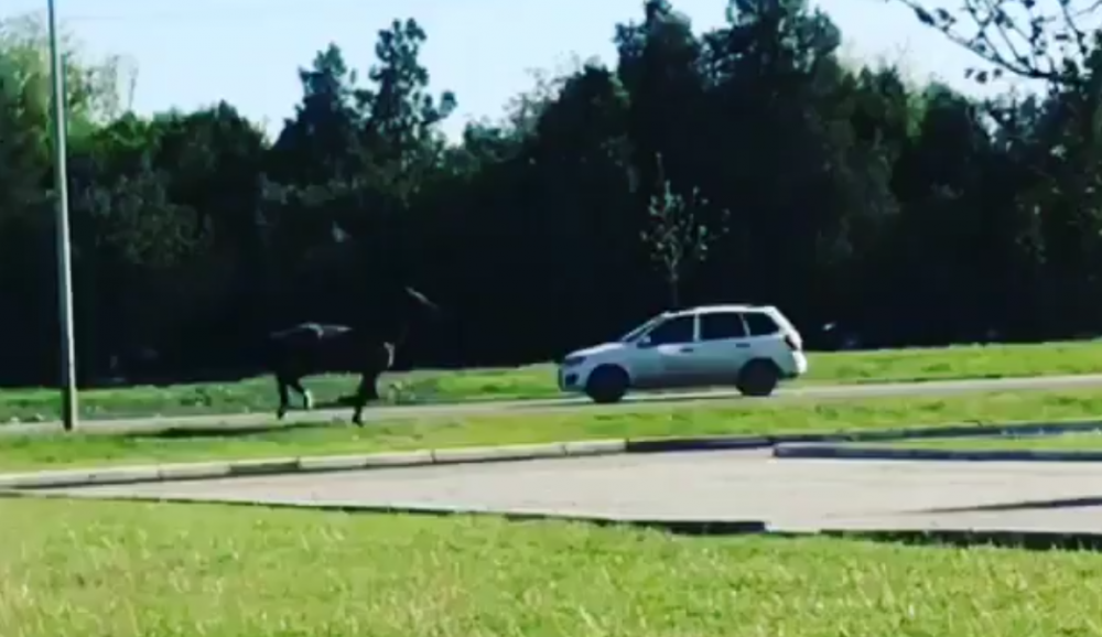 Сбежавшая с краснодарского ипподрома лошадь, пробежалась по улицам города