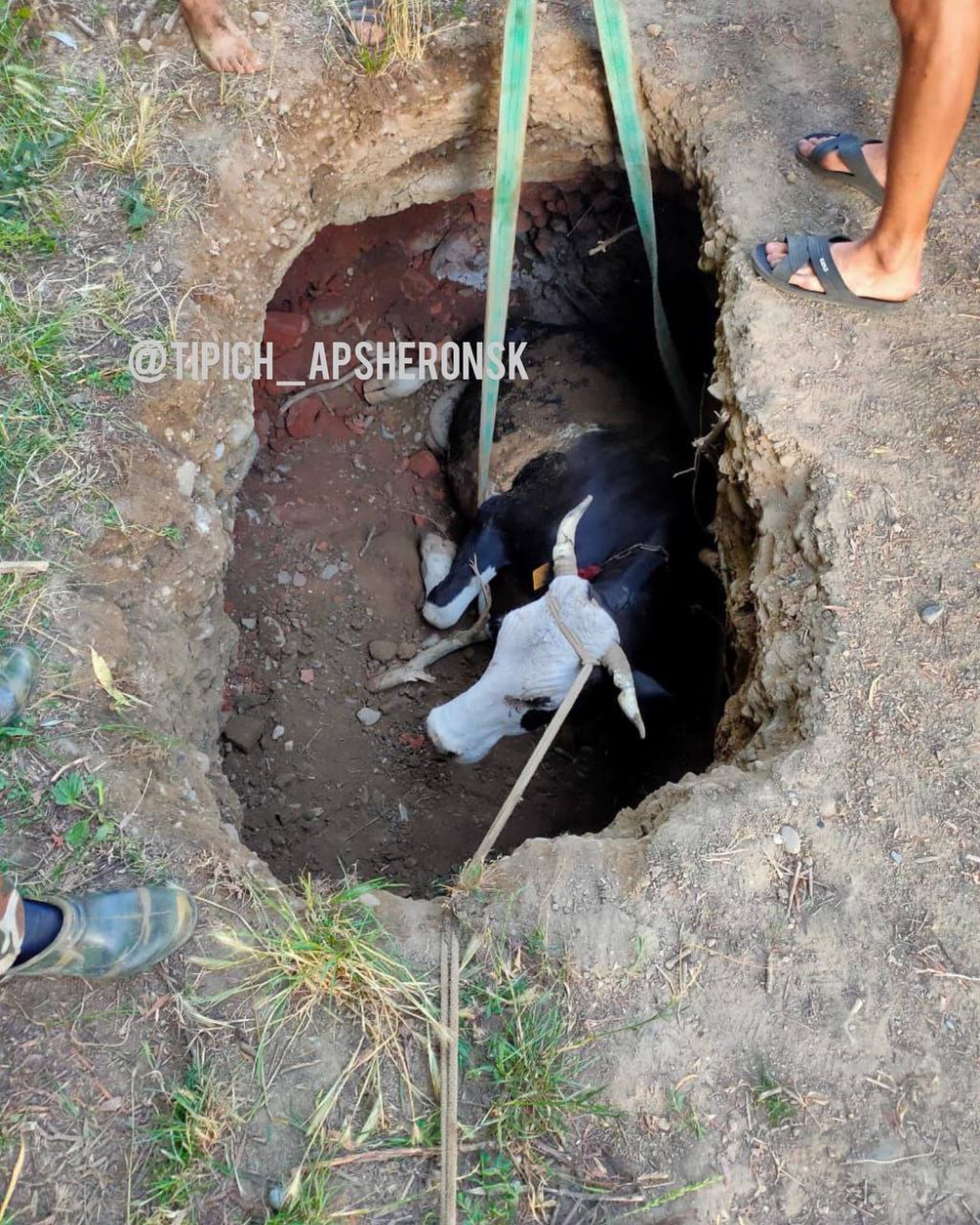 В Краснодарском крае корова с хозяином провалились под землю