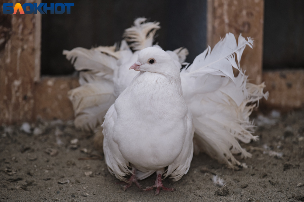 Они решали исход войн: как голуби исчезают в Краснодарском крае