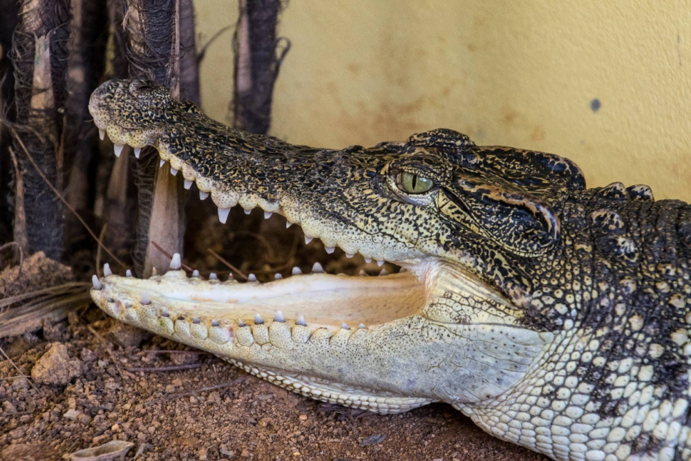 Крокодилы, форель и сны на ульях: пять мест для агротуризма в Краснодарском крае