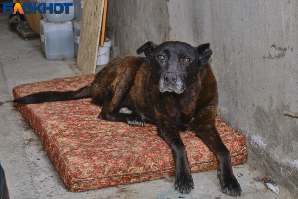 «У них прав больше, чем у людей»: в Краснодаре запрещают посещать магазины с собаками