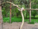 Краснодарцы встретили огромную змею в Рождественском парке ЮМР
