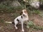 В Краснодарском крае неизвестный привязал собаку к дереву и бросил в лесу