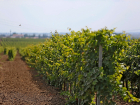 На развитие виноделия и виноградарства на Кубани направили более 2,3 млрд рублей 