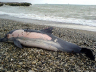 Прокуратура проверила факт массовой гибели дельфинов в Сочи 
