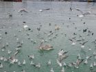 В Новороссийк прилетела на зимовку стая редких пеликанов