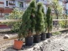 В Краснодаре на Ростовском шоссе высаживают сосны и липы 
