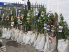 В Сочи сотрудник санатория украл экзотические деревья