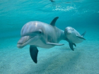 В Геленджике в дельфинарии родились три дельфина-афалина 