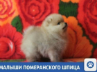 В Краснодаре продаются настоящие друзья 
