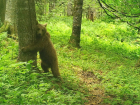 Медведи пугают по ночам жителей Сочи
