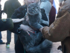 Верующие хозяева пытались искупать кота в море на Крещение