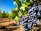 На Кубани увеличат площадь виноградников