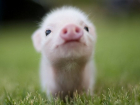 На Кубани значительно снизилось количество свиней