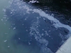 Краснодарец снял на видео слив черной жидкости в Кубань