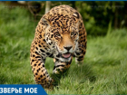 Молодого леопарда переселят из Геленджика в Сочи
