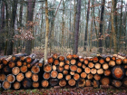 Следователи оценили ущерб от незаконной вырубки леса адыгейской фирмой в 11 млн рублей
