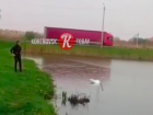 Полиция проведет проверку после видео с издевательством над лебедем в Краснодарском крае