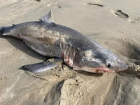 В Краснодарском крае показали фото выброшенной на пляж белой акулы