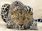Особым талисманом Всемирных военных игр в Сочи стал леопард