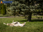 Бездомных собак отловят в шести районах Краснодара