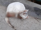 Изнасилованная в Новороссийске кошка идет на поправку