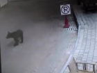 Голодный дикий медведь все чаще выходит к туристам в Сочи