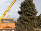 В Краснодарском крае чиновники спилили голубую ель 1978 года высадки