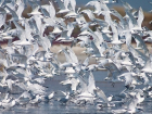 Новороссийск из-за аномально теплой погоды атаковали чайки