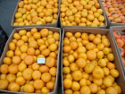 Из-за клопов, уничтоживших в Сочи половину цитрусовых, в России подорожают апельсины