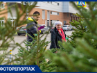 Показываем работу ёлочных базаров Краснодара: до 20 000 рублей за дерево