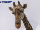 «Здравствуйте, Коля»: как живет знакомый Ольги Бузовой краснодарский жираф, пролетевший самое длинное расстояние в мире