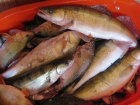 На Кубани запретили вылов рыбы в трех лиманах