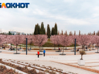 Клиенты билайн сделали 5 млн фото во время цветения сливы, сакуры и магнолии в парке «Краснодар»