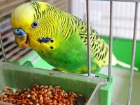 В Краснодаре уничтожили более десятка попугаев из-за инфекционной болезни 