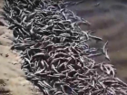 В Краснодаре в реке Кубань погибли тысячи мальков осетровых пород