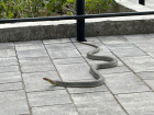 Большая змея устроила переполох на Николаевском бульваре в Краснодаре