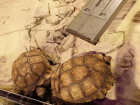 Огромные черепахи очаровали посетителей парка Галицкого 