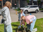В Краснодаре «Новые люди" спасли деревья от вырубки и высадили аллею "Семейное дерево" 