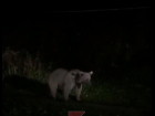 Медведь жутко напугал туристов в приюте «Фишт» под Сочи