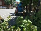 В Краснодаре создан общественный совет по санитарной обрезке деревьев