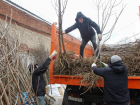 Краснодар озеленят: в округа города передадут около четырех тысяч саженцев деревьев
