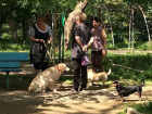 Бабушки-собачницы вступили в борьбу с «ужасными мамашами» в Краснодаре