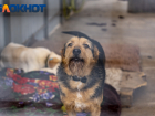 «Убийством ничего не решить, стройте приюты»: краснодарцы об усыплении бездомных собак 