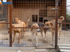 Краснодарский край застроят приютами для бродячих собак