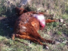 В Новороссийске «Ока» насмерть сбила двух быков